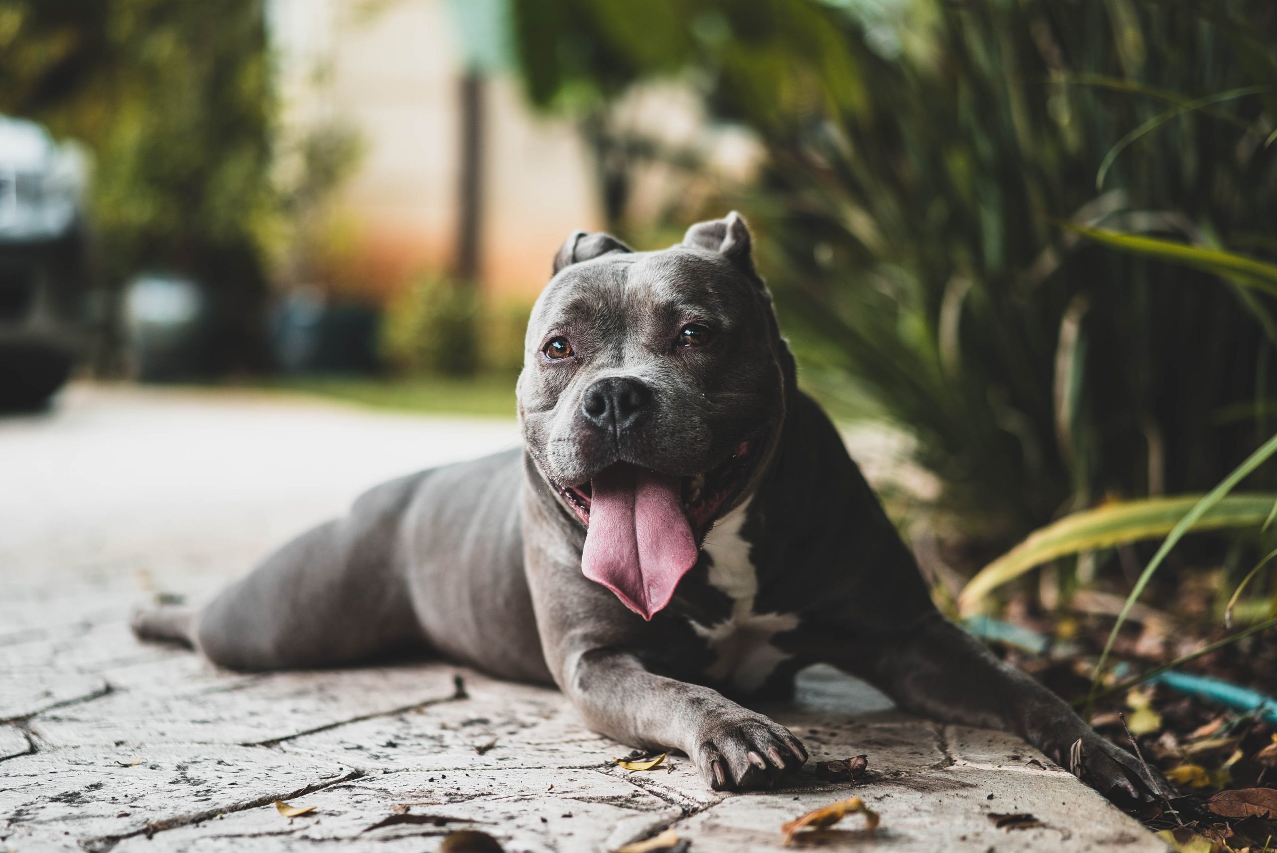 Friendly looking pit bull photo