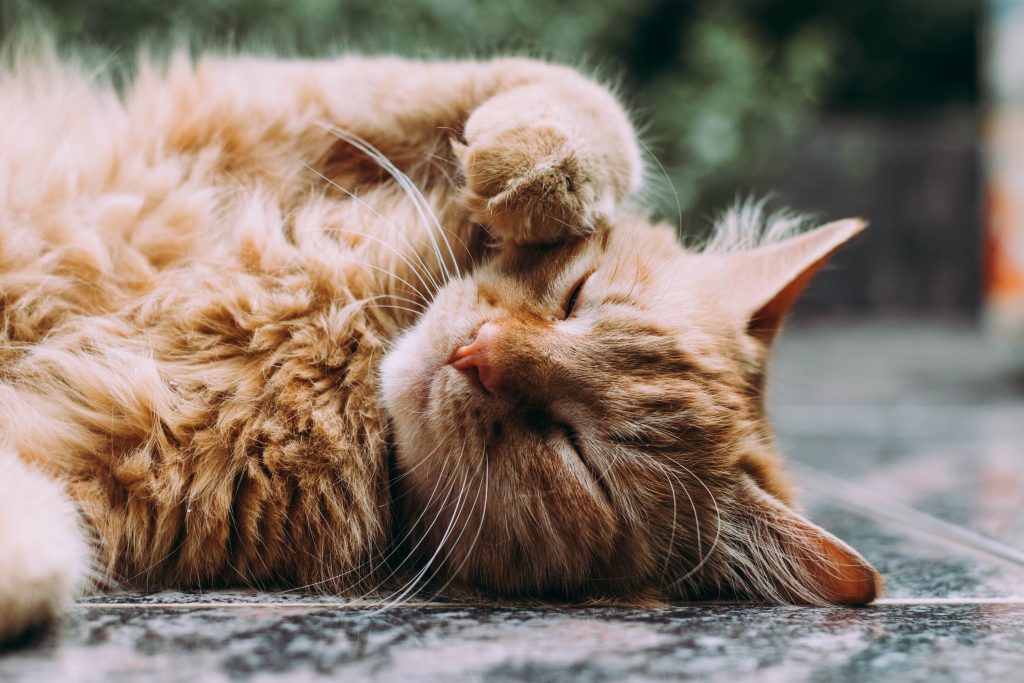 Orange cat taking a nap