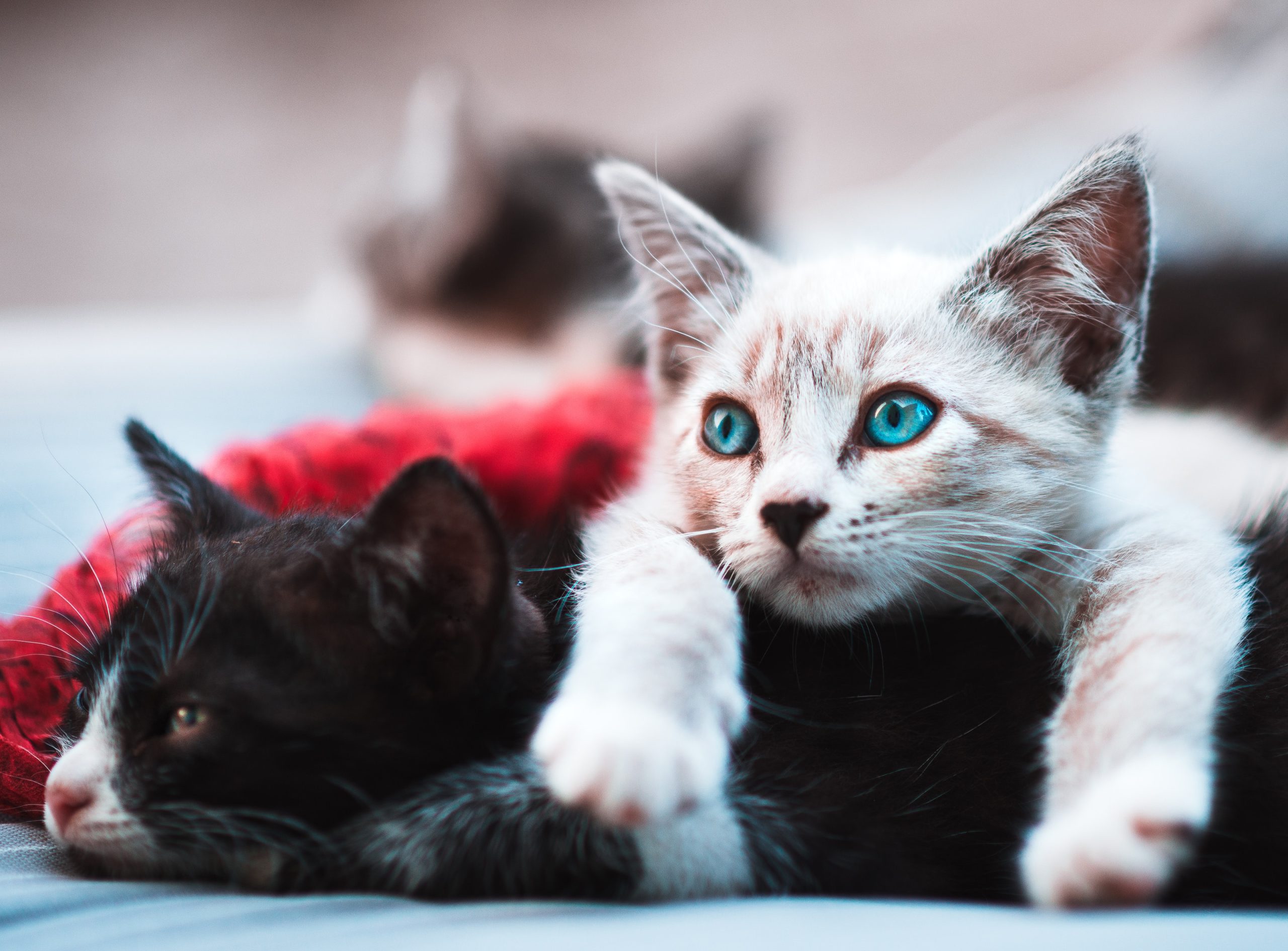 Two kittens relaxing together